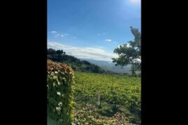 Italy vineyard pure bliss #relaxing #italy #wine #calm #chill #share #like #follow #work #peace