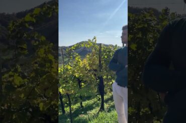 Wine tasting experience, Valdobbiadene