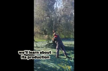 Puglia heritage: oliva oil, Wine & Castle monte