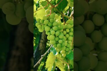 The price of power? Everything. #booktube #mafiaromance #suspense