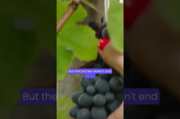 Winery Visit in Asti [Italy Travel 2026]