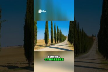 Tuscany's Chianti  A Slow Journey Through Italian Beauty#travel #shorts