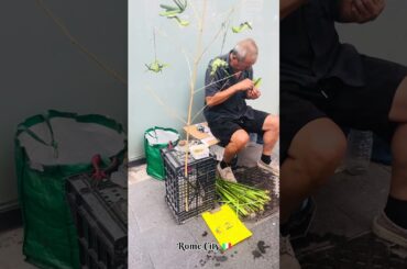 Rome City 🇮🇹 |..#rome #europe #italy #qatar #india #couple #love #trending