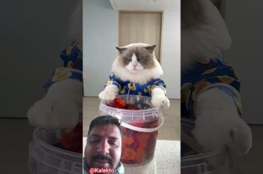 You can’t keep Puff off the sweets #thatlittlepuff #sweets #shorts #diy #denmark #usa #uk #germany