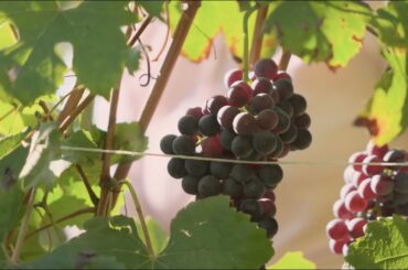 ANNATA Presents: What Makes a Great Wine? | Wine Documentary