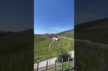 Wine production, prosecco #italy