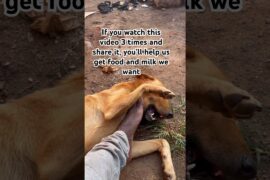 #food tmilk #rent #usa #uk  ##norway, #australia  #newyork  #england #italy #spain  #germany