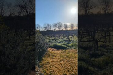 Blending The Copper Crew's 2025 vintage in Puglia, Italy #puglia #italy #organicwine #wineshorts