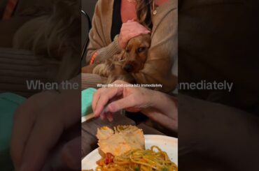 Taking Maple out to Italian dinner… looks like the carbs & wine hit her hard 🤣😉  #cockerspaniel