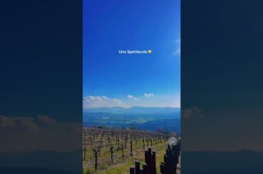 Italian Wine 🍷. #wine #vino #vines #cantina #campania #italy #italia #viral #like