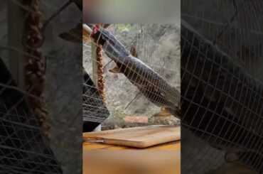 Italian Barbecue: Grilling and Cooking Adventure