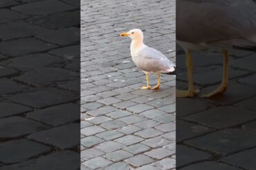 Random view ! #bird #food #rome #vlog #travel #trip #europe #italy #shopping #vacation #ancientrome