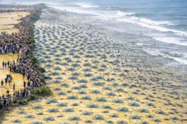 Blue crabs ATTACK, CAUSING DISASTER on the Italian coast - What happened has SHOCKED SCIENTISTS