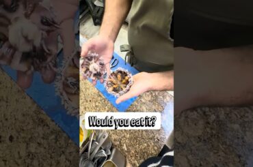 Have you ever tried sea urchin? Ricci di mare- this tastes like the sea!