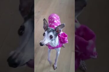 Our Olympic Hearts Burn For ITALIAN Greyhounds! 🇮🇹🐾