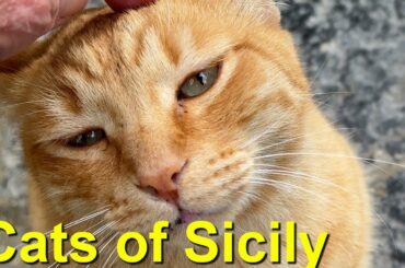 Cats of Sicily, Siracusa, Italy