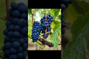 This elegant wine is crafted Tuscany.  Pairs beautifully with our Italian cuisine.