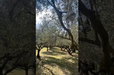 A New Olive Season — A New Story in the Heart of Etruscan Soil