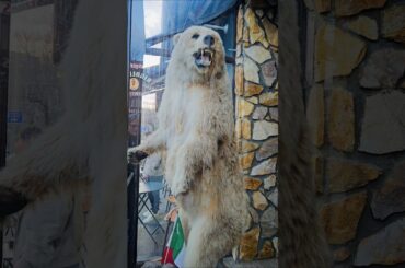 The Bear in the Restaurant: Bronx's Little Italy