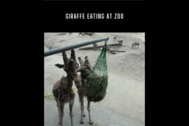 GIRAFFE EATING AT ZOO #zoo #giraffe #eating