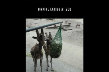 GIRAFFE EATING AT ZOO #zoo #giraffe #eating