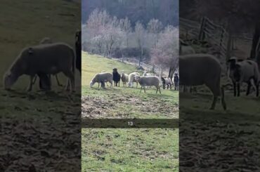 #italy #food #italiangetaway #traveldiaries #vlogs #travel #travelvideos #automobile