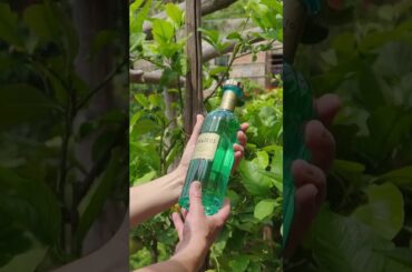 Taste Italian sunshine in every sip 🍋🍊