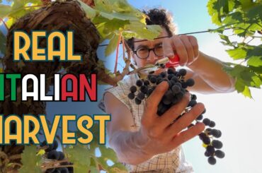 Traditional Grape Harvest in Puglia | Real Italian Wine Made by Hand