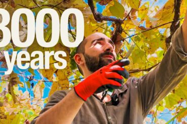 This Is Where Wine Was Born (I Made It Here)