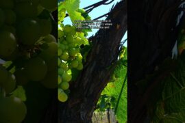 Verdicchio: The Versatile Italian White Wine Grape of Central Italy