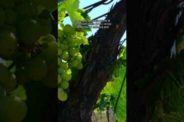 Verdicchio: The Versatile Italian White Wine Grape of Central Italy