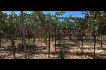 Mostly Sangiovese  ||  A Bike and wine movie.