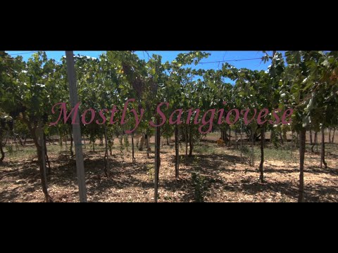 Mostly Sangiovese || A Bike and wine movie. Mostly Sangiovese || A Bike and wine movie.