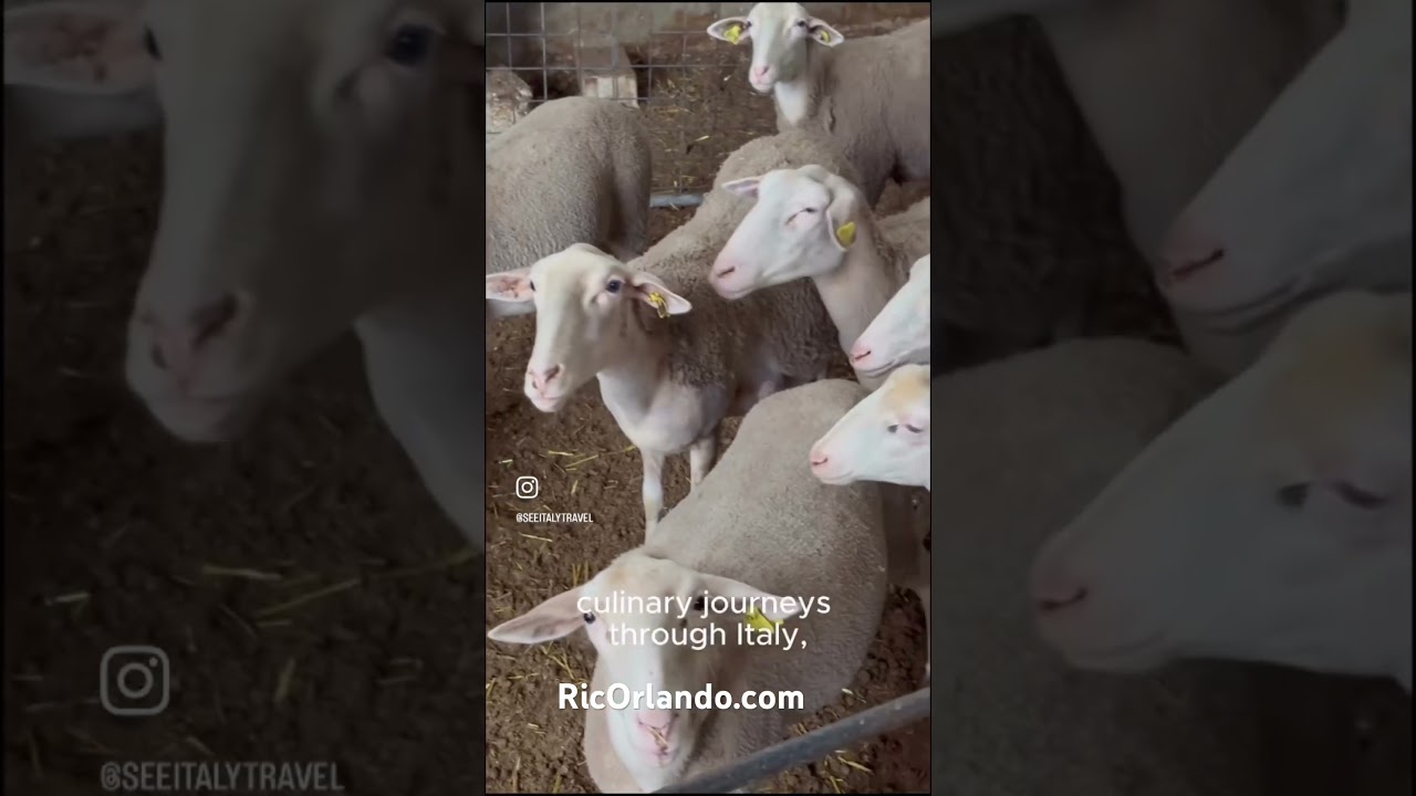 Experience Sicily, don’t just see it Experience Sicily, don’t just see it