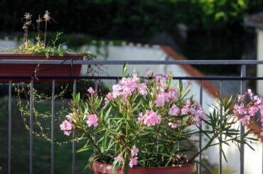 Villa Gelsomino Garden, Florence, Italy | Travel With Divya