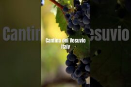 Wine tasting in #mountvesuvius #italy  🇮🇹