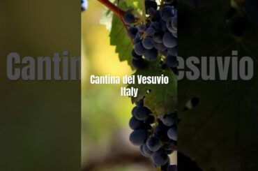 Wine tasting in #mountvesuvius #italy  🇮🇹