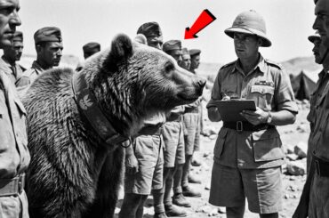 How A Brown Bear Fought The Nazis And Became A Legendary WW2 Hero | Italy 1944