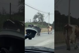 Milk delivery in Scicli Sicily #italy #food #travel #shorts #shortvideo #short #shortsfeed
