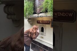 Wine windows in Italy 🤌🏻🥂 #florenceitaly #florence #winewindowsflorence