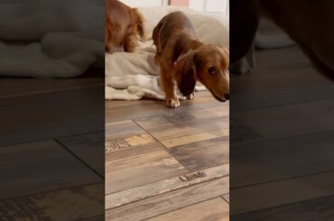 JoJo eating with her dad #milliemondays #wrigleywednesdays #teamhank #dog #dogs #doggie #doggies #no