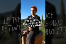 OLIVE vs GRAPE HARVEST 😱 #oliveoil #harvest #cookwithme #grape #olivetree #wine #italy #yummyfood