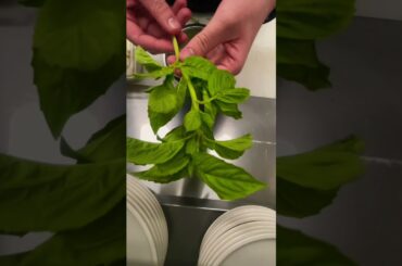 Go follow instagram @chefwinsonpizza #pizza #pizzalover #food #cooking