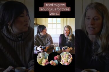 Italian Ranunculus are easier to grow!