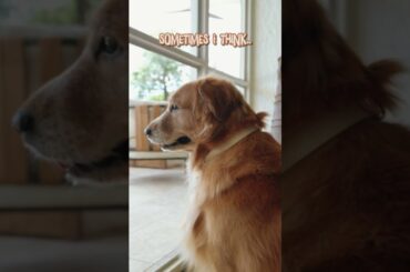 Pet Friendly Italian Dining in Seminyak | Zia Tina Bali