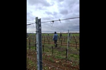 #vineyard  #shortvideo #italy