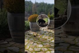 Mystery Guardian in Tuscan Vineyard. #california #cat  #sierranevada #winelovers