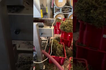 Grape and Vine separation #italy #winelover