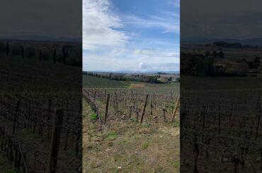 Petra Vineyards in February