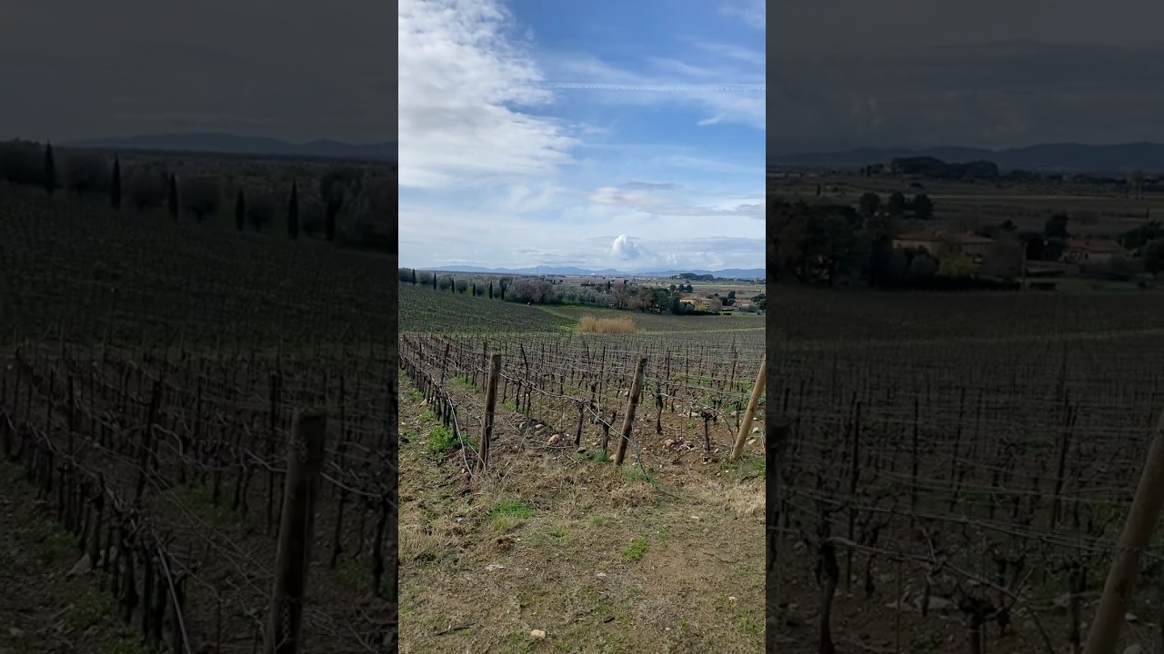 Petra Vineyards in February Petra Vineyards in February